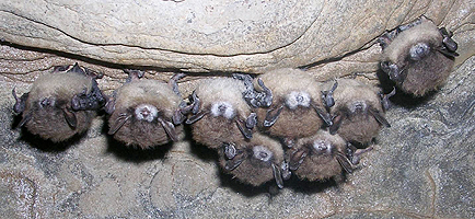 Bats showing the white nose fungus.